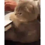 Gatos Enojados 2026 🐱😡
