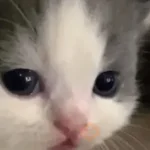 Gatos 😎
