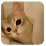 Gatos pa tu Chat 🐱❤️