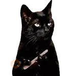 🐈🐱 Gatos Memes Michis 🐱🐈
