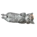 🐈🐱 Gatos Memes Michis 🐱🐈