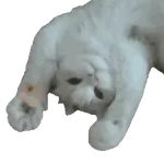 🐈🐱 Gatos Memes Michis 🐱🐈