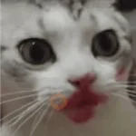 Reacciones de gatos 😼