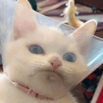 Reacciones de gatos 😼