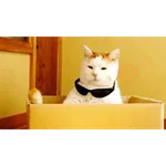 GATOS Gifs
