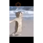 GATOS Gifs