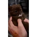 GATOS Gifs