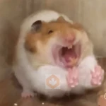 🐀Ratitas y Hámsters 🐹