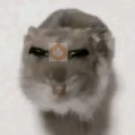 🐀Ratitas y Hámsters 🐹