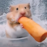 🐀Ratitas y Hámsters 🐹