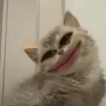 Más y Más Michis!! 😻🐈‍⬛
