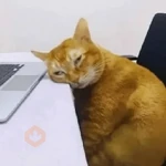 Más y Más Michis!! 😻🐈‍⬛