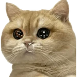 Gatos reaccion meme 🙈