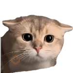 Gatos reaccion meme 🙈