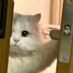 Gatos reaccion meme 🙈