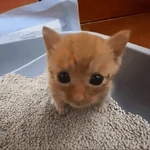 gatos