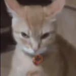 gatos