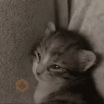 gatos