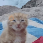 gatos