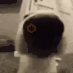 Gatos