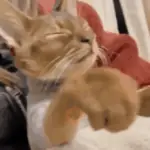 Gatos
