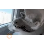 Gatos