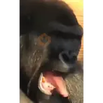 Animales Animados