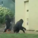 Animales Animados