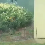 Animales Animados