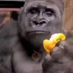 Animales Animados