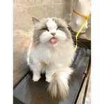Gato fofos
