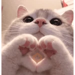 Gato fofos