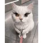 Gato fofos