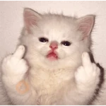 Gato fofos
