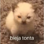 Gatos/C.Celic