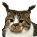 Gatos/C.Celic