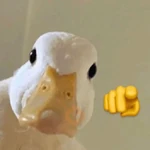 🦆Animalitos para el chat💬💕