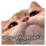 GATO CON FRASES PARA LIGAR