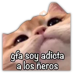 GATO CON FRASES PARA LIGAR