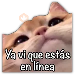 GATO CON FRASES PARA LIGAR