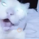 🐈‍⬛🐱🧶 GATOS | CATS 4 🧶🐱🐈‍⬛