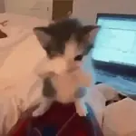 🐈‍⬛🐱🧶 GATOS | CATS 4 🧶🐱🐈‍⬛