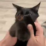 🐈‍⬛🐱🧶 GATOS | CATS 4 🧶🐱🐈‍⬛