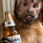 🐵🌴🐒 MONITOS 🐒🌴🐵