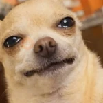 🐾Perritos Reacciones #➍