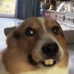 🐾Perritos Reacciones #➍