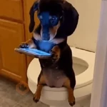 🐾Perritos Reacciones #➍