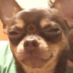🐾Perritos Reacciones #➍