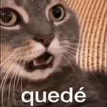 🫯🫪 WTF - OMG [Mood] 🫪🫯