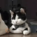 Gato ✨Ramdon Gatos 4🐈‍⬛🥏